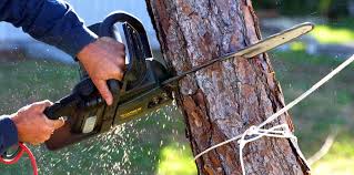Tree and Shrub Care in Fallbrook, CA
