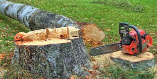 Best Arborist Consultation Services  in Fallbrook, CA