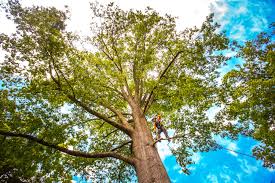 Best Utility Line Clearance  in Fallbrook, CA