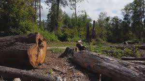 Best Emergency Tree Removal  in Fallbrook, CA