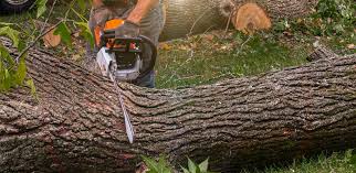 Professional Tree Care in Fallbrook, CA