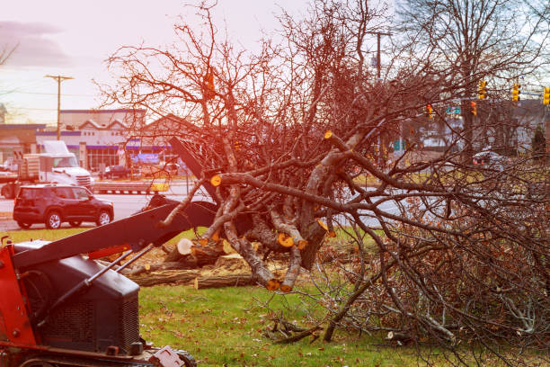 Best Tree Trimming and Pruning  in Fallbrook, CA