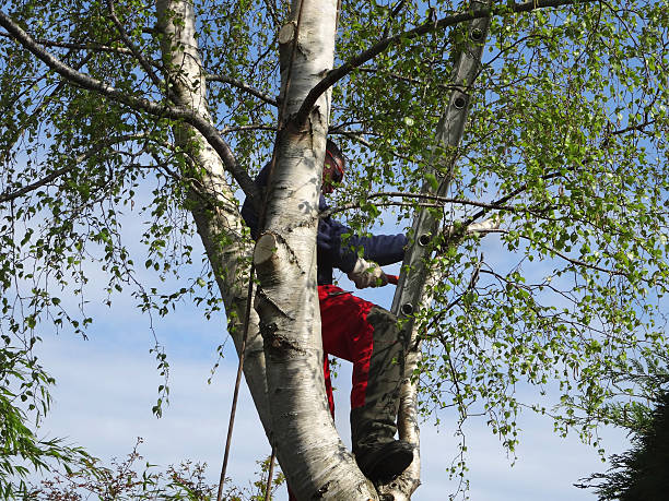 How Our Tree Care Process Works  in  Fallbrook, CA